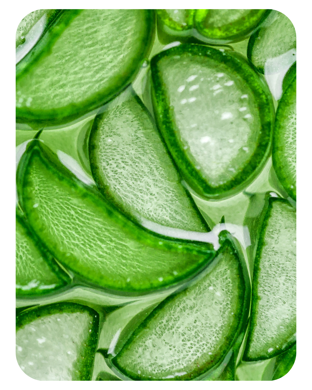 Aloe vera : hydrate et apaise le cuir chevelu