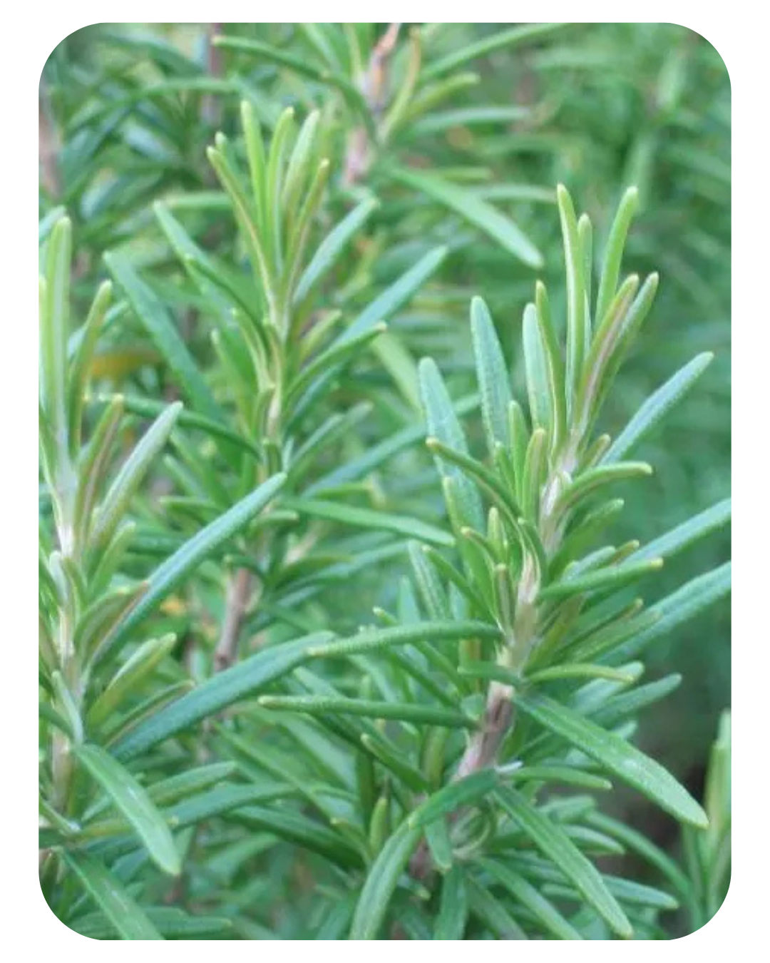 Aloe vera : hydrate et apaise le cuir chevelu