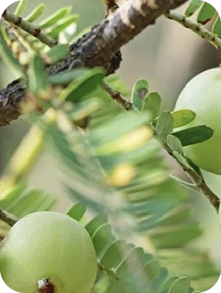 Amla : favorise la pousse et renforce les racines